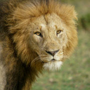 Охотничья компания Jimba Safaris официально отменила охоту на львов в Зимбабве благодаря давлению защитников животных по всему миру